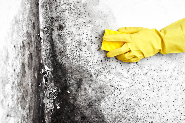 Best Post-Construction Mold Inspection  in Bentleyville, PA